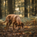 Deutsche Jagdhunde