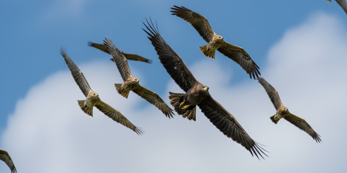 Flugbild Greifvögel bestimmen Greifvögel erkennen